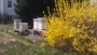 april-yellow imag1014