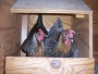 baby-chicks-grow-up 100_4887
