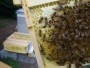 dead-hive 100_4756