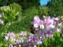 june-bee-flowers 100_4712