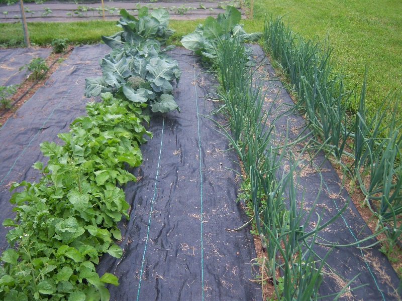 Radishes and onions