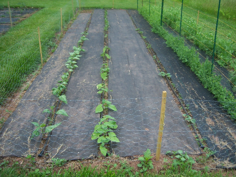 Beans and vines