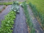 last-day-in-may-2012-garden Radishes and onions
