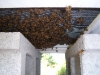 bee beard under screened bottom board