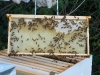 Boston hive, middle frame