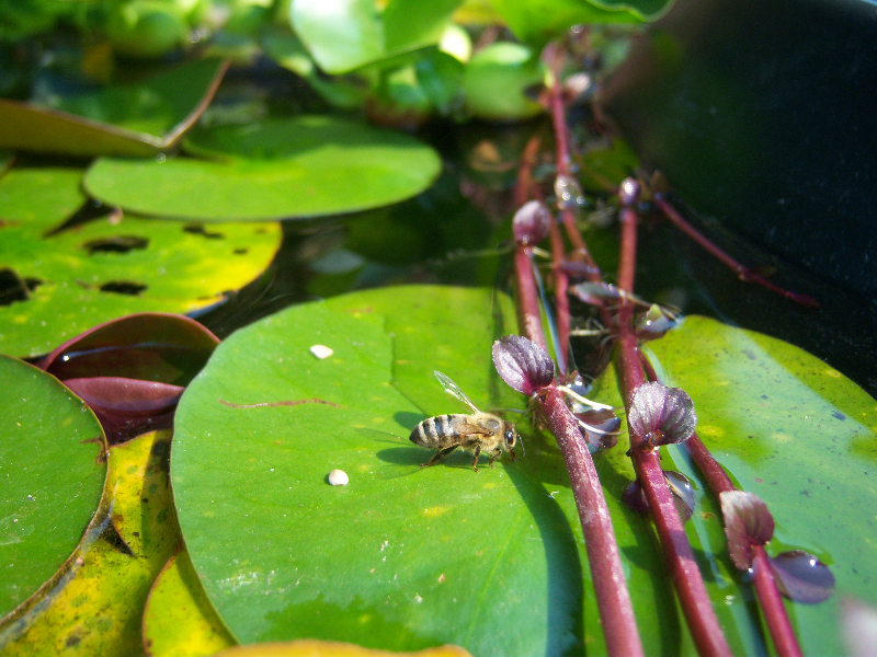 Pond