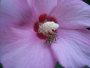 late-june-bee-flowers Hibiscus 2