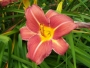 late-june-flowers 100_4770