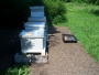 may-2012-bees 100_4620