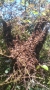 may-2013-swarm imag1144