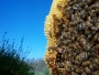 may-bee-inspection 100_5185