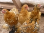 new-cochins p1000935