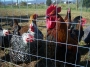 november-chickens 100_4262