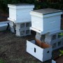 my brand new hives