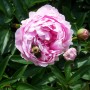 the peonies bloomed today.