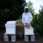 My two hives