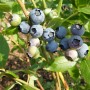 really fresh blueberries