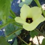 okra flower