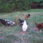 Chickens' night out