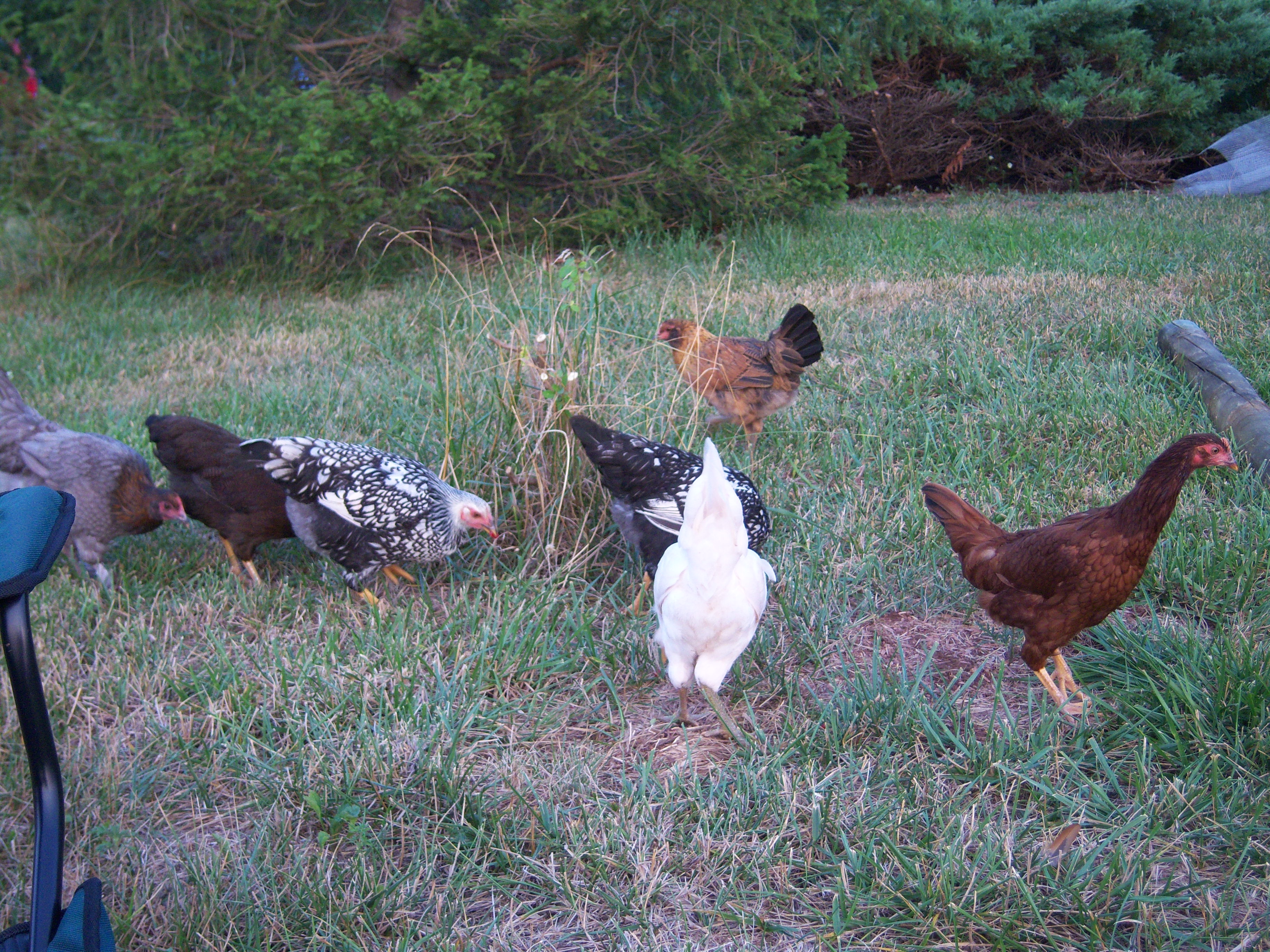 Little Lucey Farm » Chickens’ night out