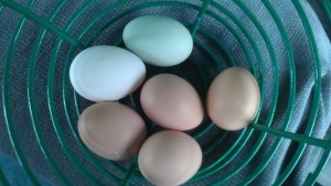 Ameraucana Egg