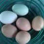 Ameraucana Egg