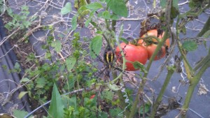 Spider guarding the tomatoes