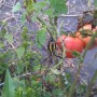 Spider guarding the tomatoes