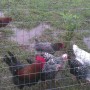 Chicken swamp