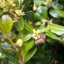 A bee collecting nectar and pollen on a boxwood bush