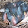 The first batch of bluebird babies this year.