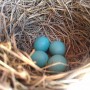 bluebird eggs