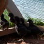 Daisy's chicks are two weeks old now.