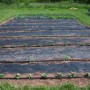 newly planted main garden with a row of zinnias on the end