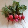 Cherry Belle Radish