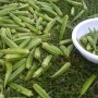 A few were saved, but most were headed for the compost