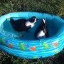 Ducks in their pool