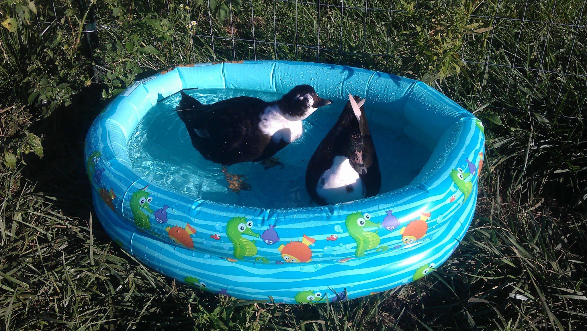 Little Lucey Farm » Call ducks