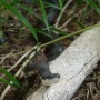 A common black rat snake