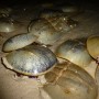 Horseshoe crab close-up