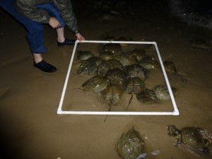 Counting horseshoe crabs