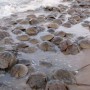 Horseshoe crabs on a Delaware beach