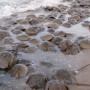 Horseshoe crabs on a Delaware beach