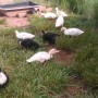 Four week old ducklings
