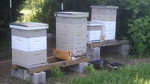 Hives in middle of June