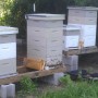 Hives in middle of June