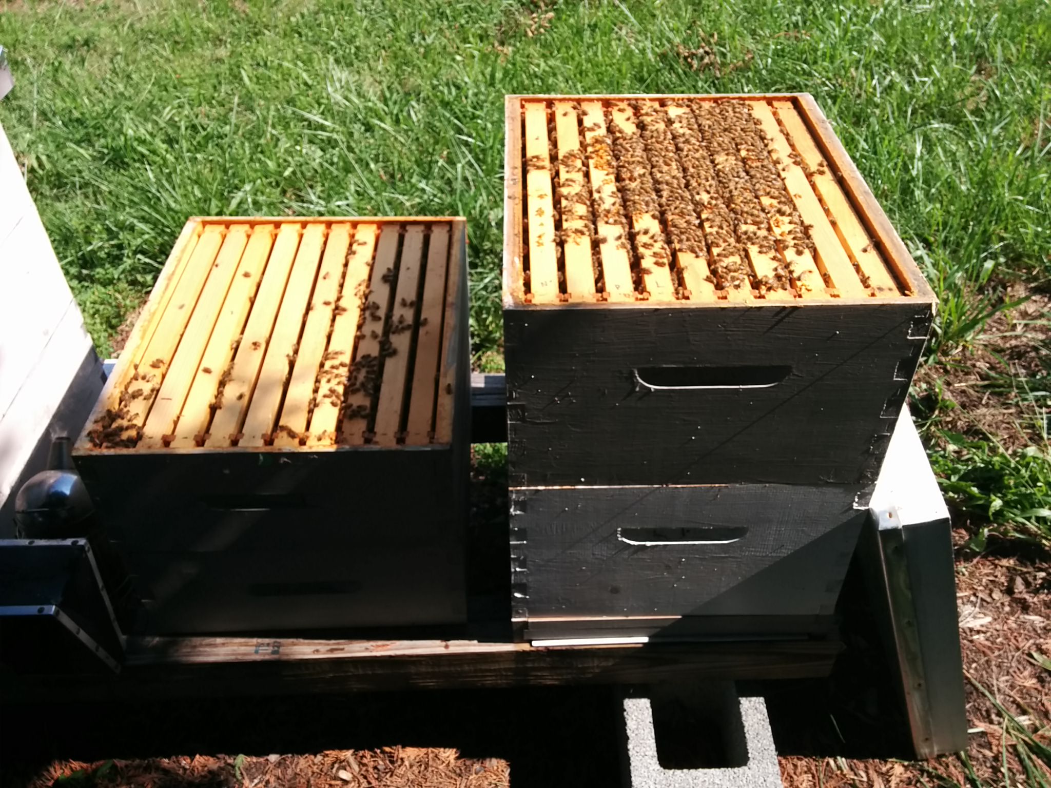 Hive 1 top supers and brood boxes