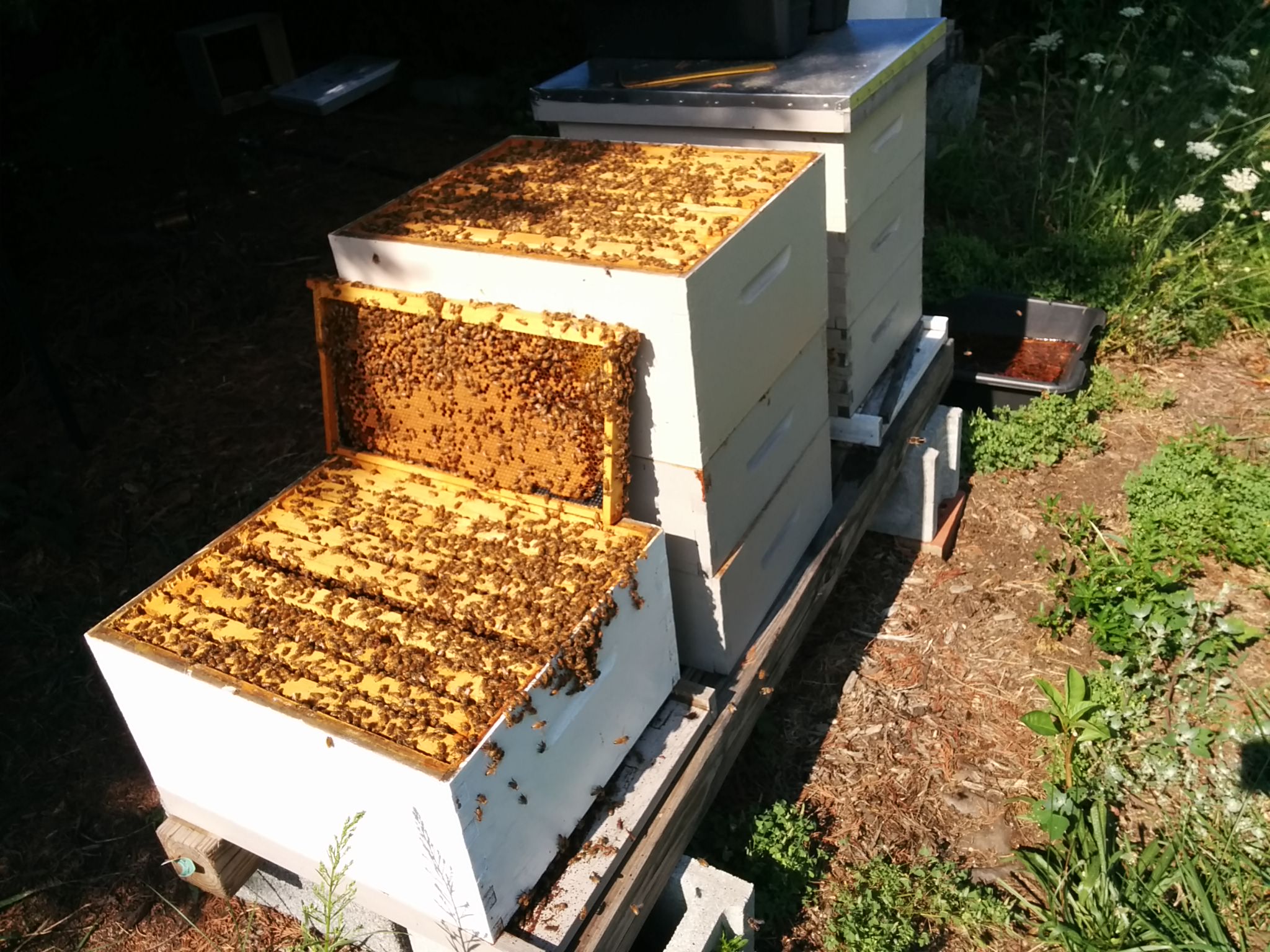 Hive 1 front