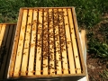 Hive 1 top brood box