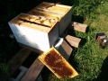 Hive 5 and frame